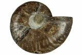 Cut & Polished Ammonite Fossil (Half) - Madagascar #329156-1